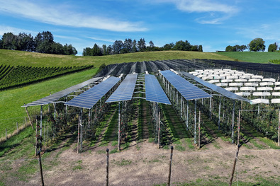 Auf einem sanften, grünen Hang vor blauem Himmel stehen gerade Reihen von Obstanlagen. Auf einigen Reihen sind schmale, schräge Reihen Solarpanels montiert.