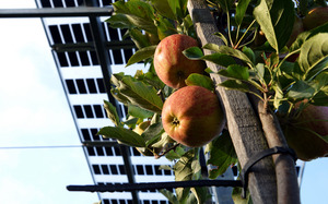 Zwei schöne Äpfel hängen an einem Ast an einem Holzpfosten befestigt. Im Hintergrund sind moderne, luftige Solarpanels zu sehen.