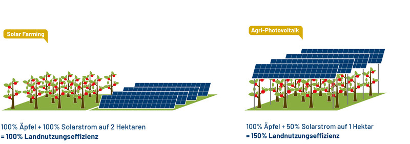 Zwei Grafiken zeigen die Landnutzungseffizienz von Agri-PV. Links ist eine Obstplantage und daneben eine Solarfläche (solar farming). Rechts sind die Hälfte der Solarpanels auf der Obstplantage auf einer halb so grossen Fläche wie links insgesamt.