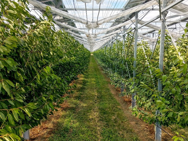 Agri-PV-Anlage mit Foliendach in Kirschenanlage.