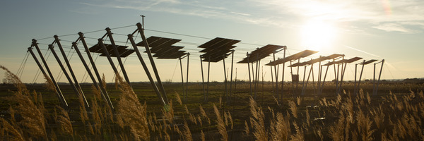 Auf einem Feld mit hohem, goldgelbem Gras stehen einige Solarmodule, die mit einer modernen, luftigen Seilspannkonstruktion installiert sind. Die Sonne steht tief und das Licht ist weich und warm.