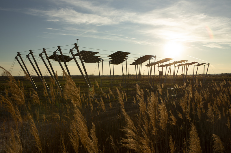 In goldenem Abendlicht stehen auf einer Grasfläche einige Reihen schräger Pfosten, zwischen welchen an Seilen Solarpanels aufgespannt sind. Das Bild wirkt etwas futuristisch und harmonisch.